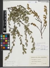 Foto von Salix repens subsp. repens L.